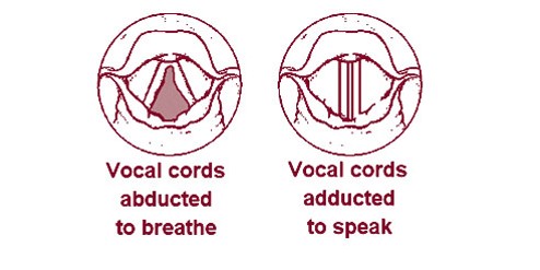 vocal cords role in speech